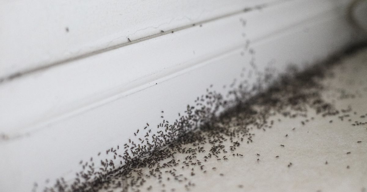 Close up of any infestation in wall